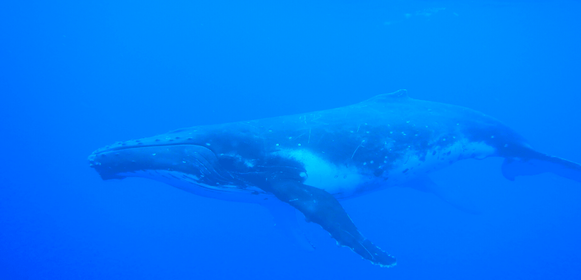 https://tahititourisme.mx/wp-content/uploads/2018/03/mooreaactivitiescenterwhaleswatching_1140x5502-min.png