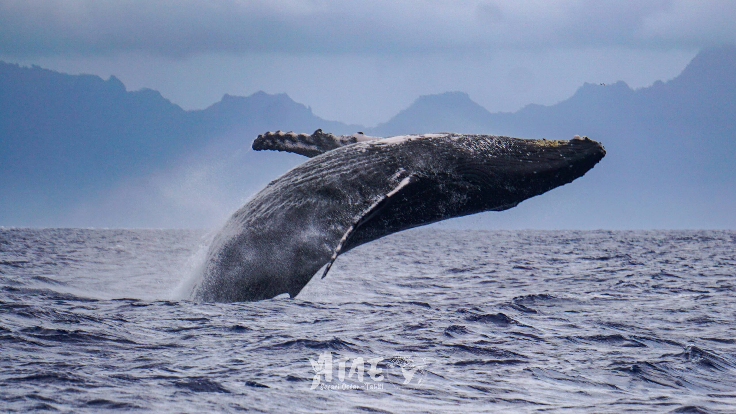 https://tahititourisme.mx/wp-content/uploads/2024/01/ATAE-Safari-Ocean-Tahiti-Whales-watching-Rencontre-avec-les-baleines-13-min-scaled.jpg